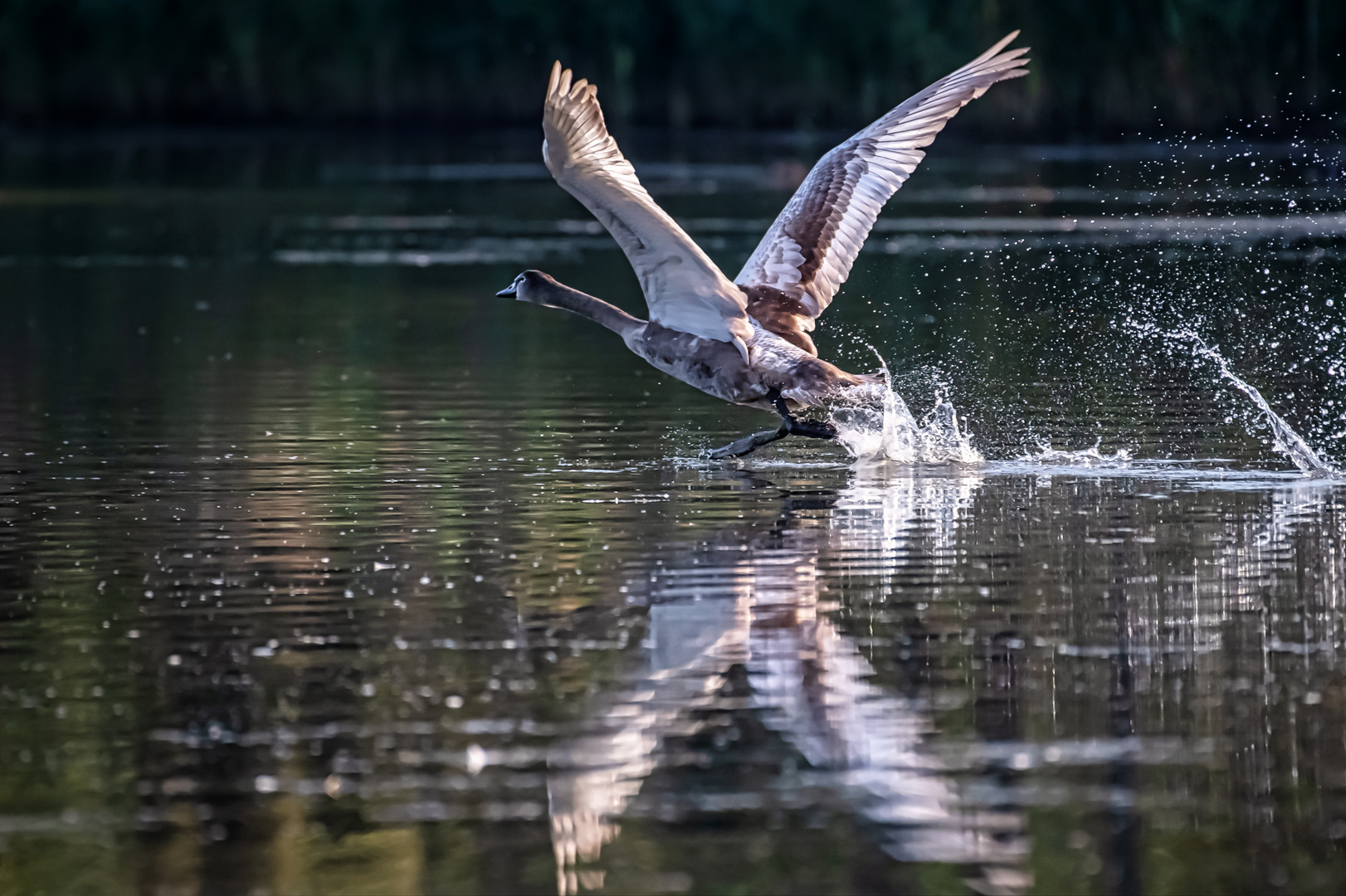  Jungschwan beim Abflug