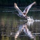  Jungschwan beim Abflug