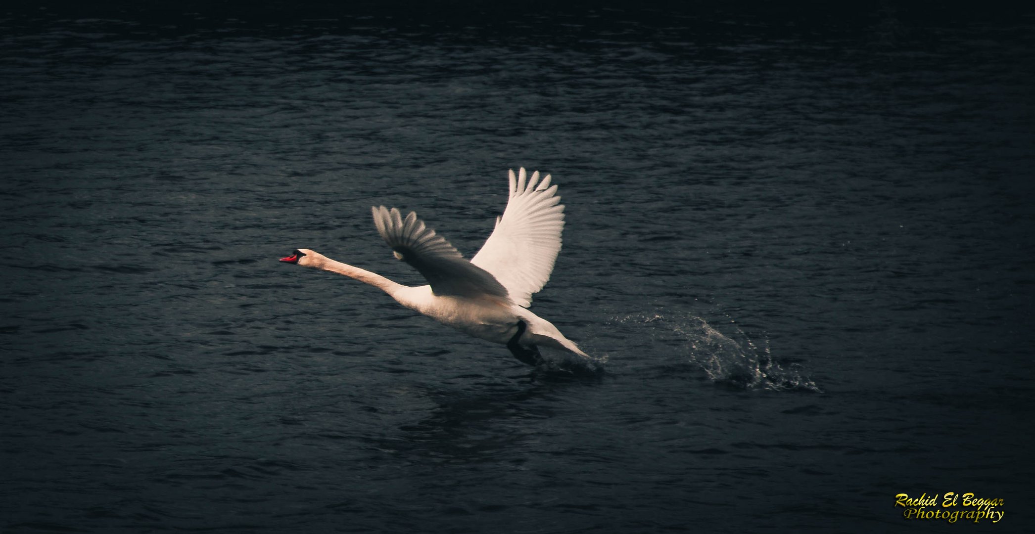 Jungschwan beim Abflug 