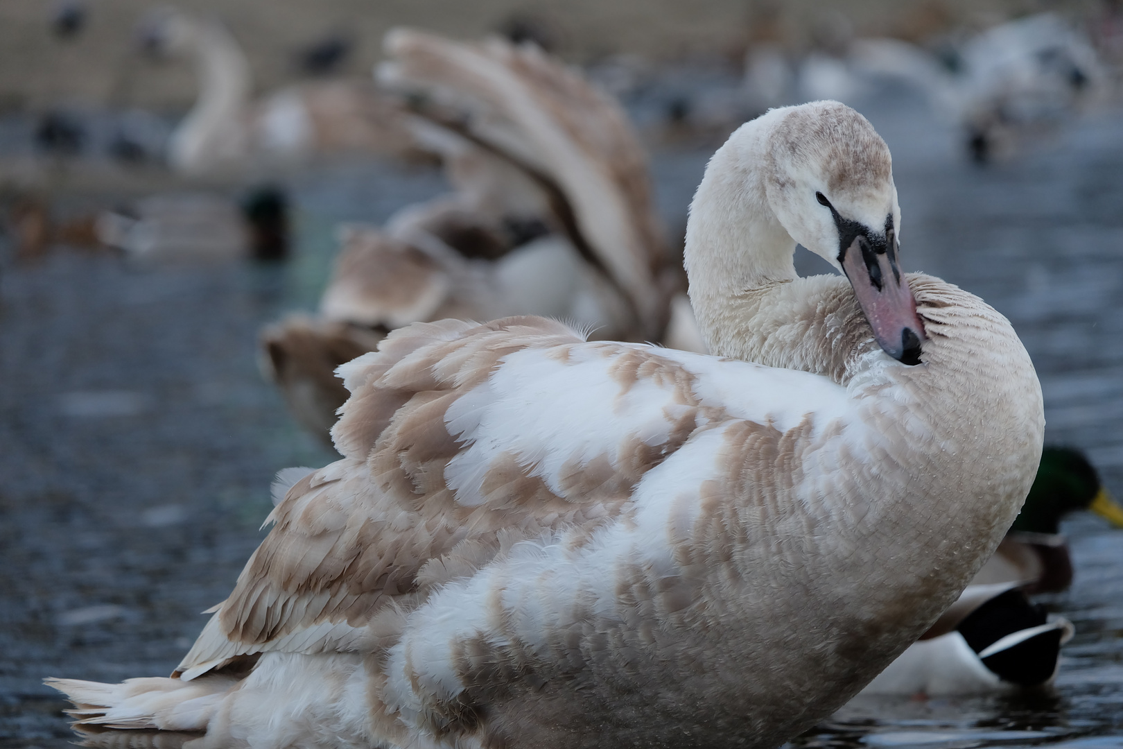 Jungschwan beim putzen