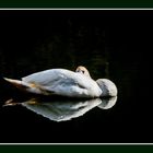 Jungschwan beim Sonnenbad