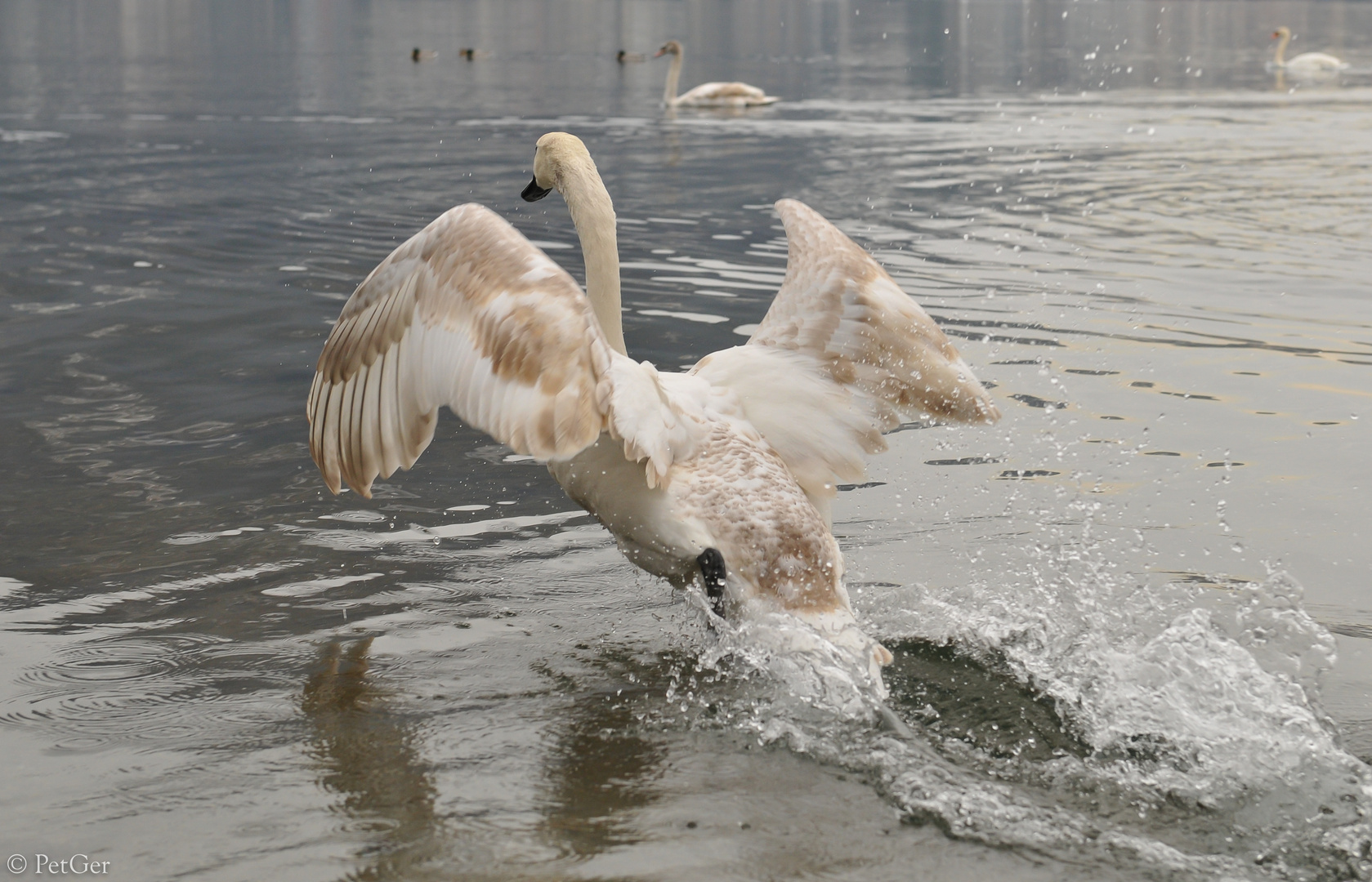 Jungschwan beim Start