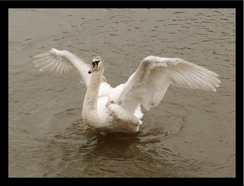 Jungschwan beim üben