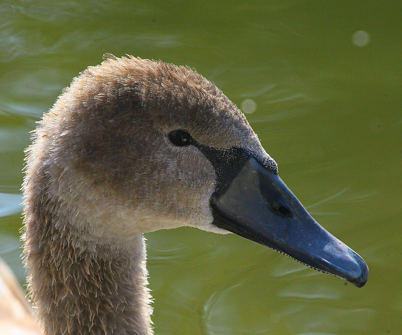 jungschwan