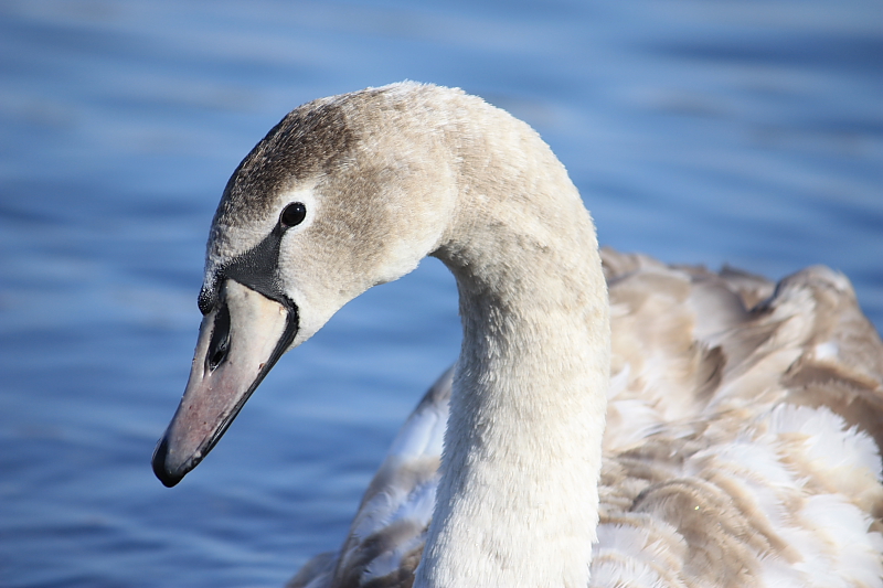 Jungschwan