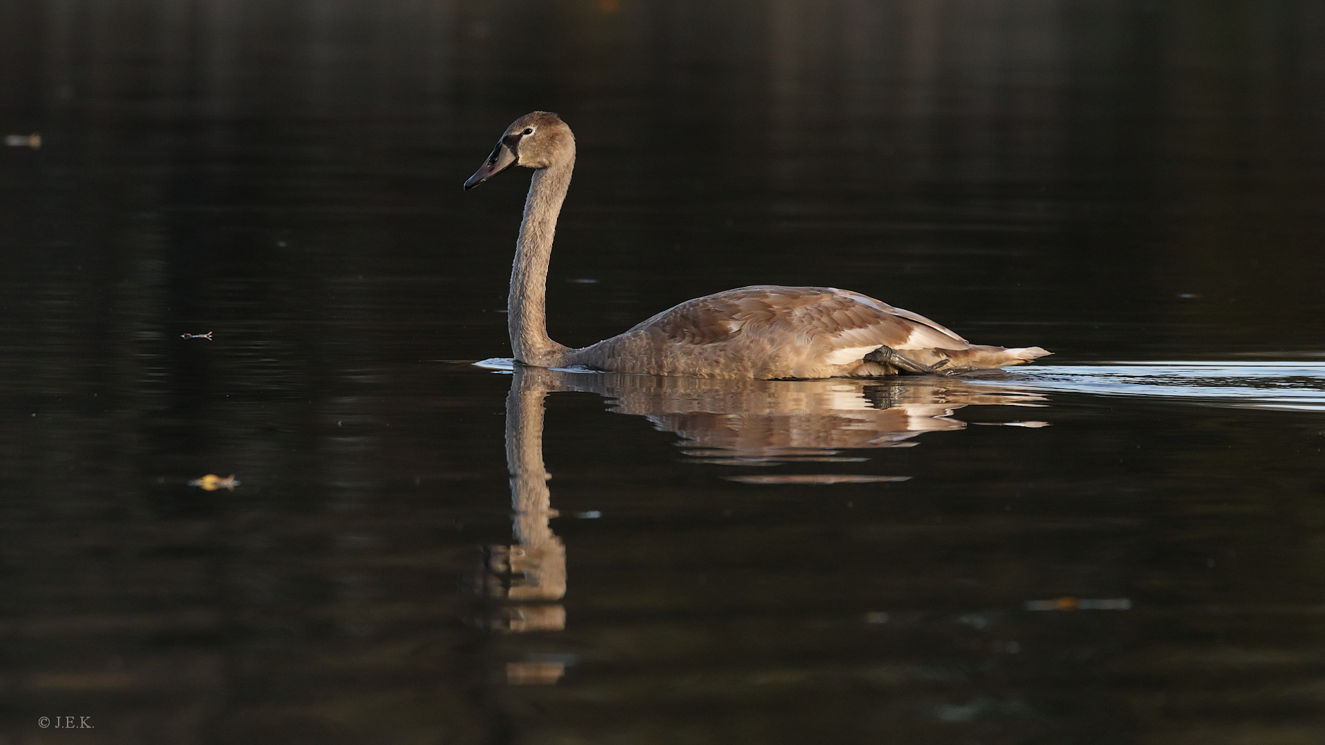 Jungschwan