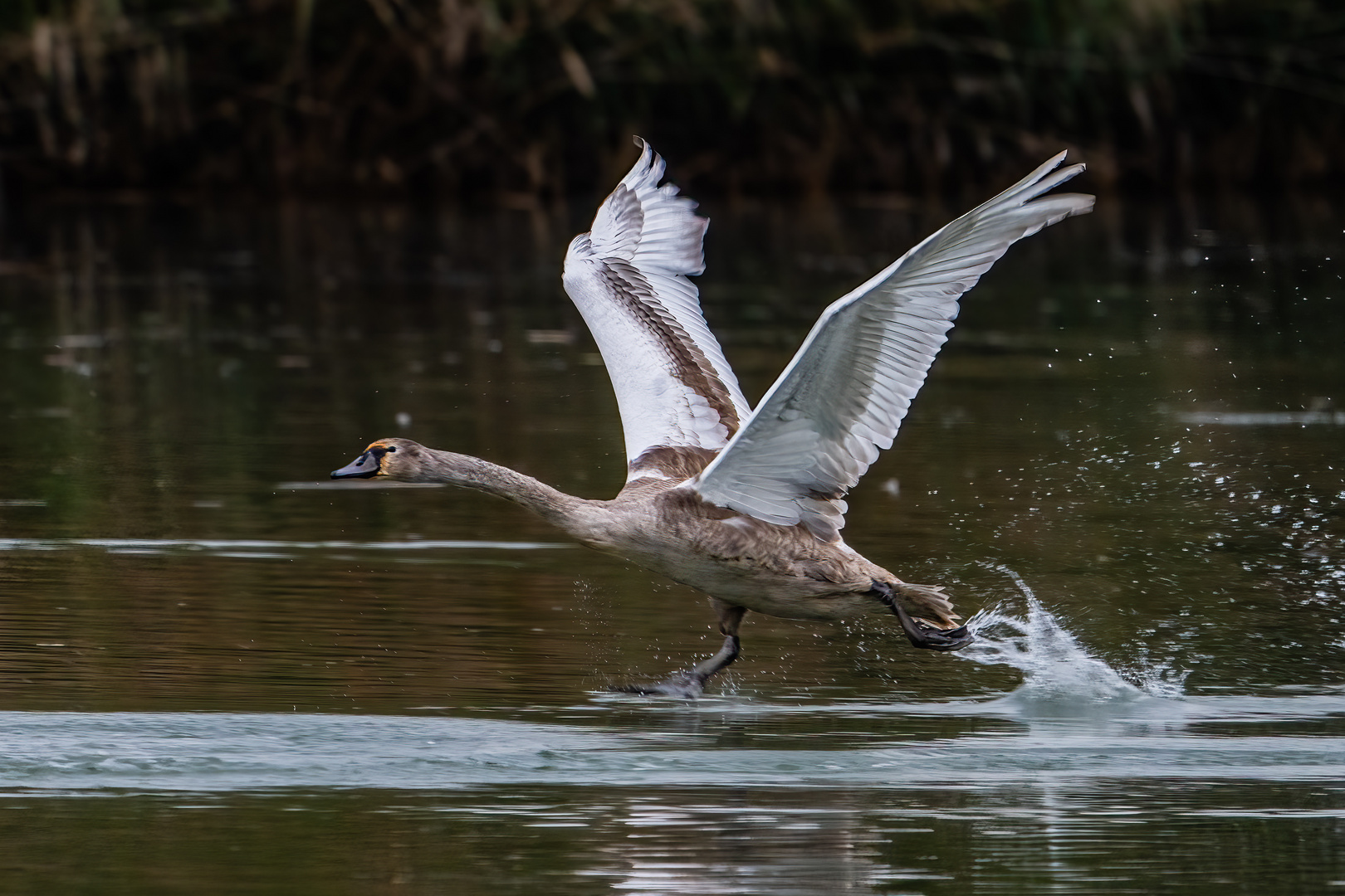 Jungschwan