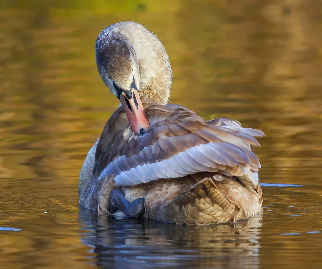 Jungschwan