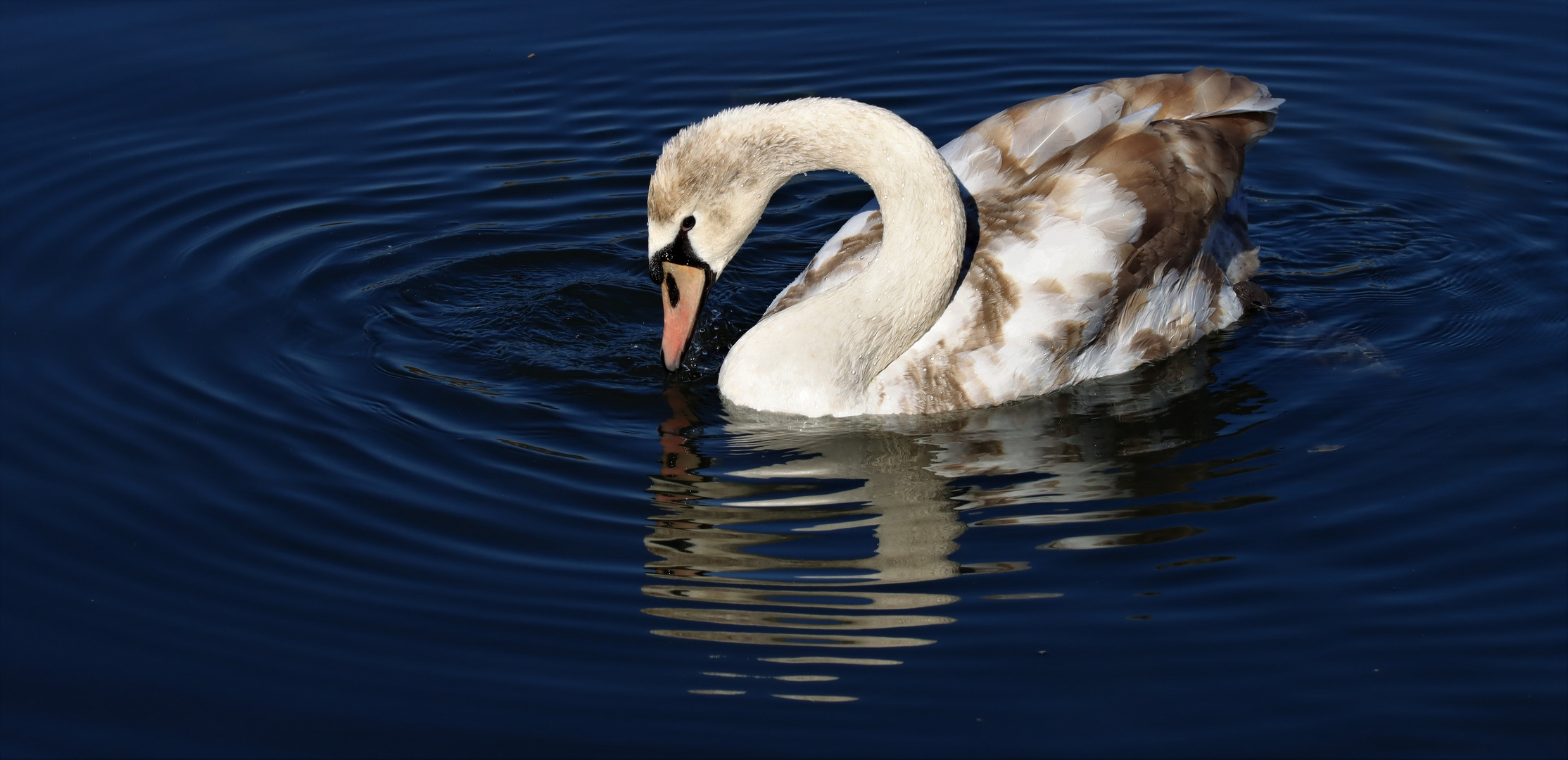 Jungschwan