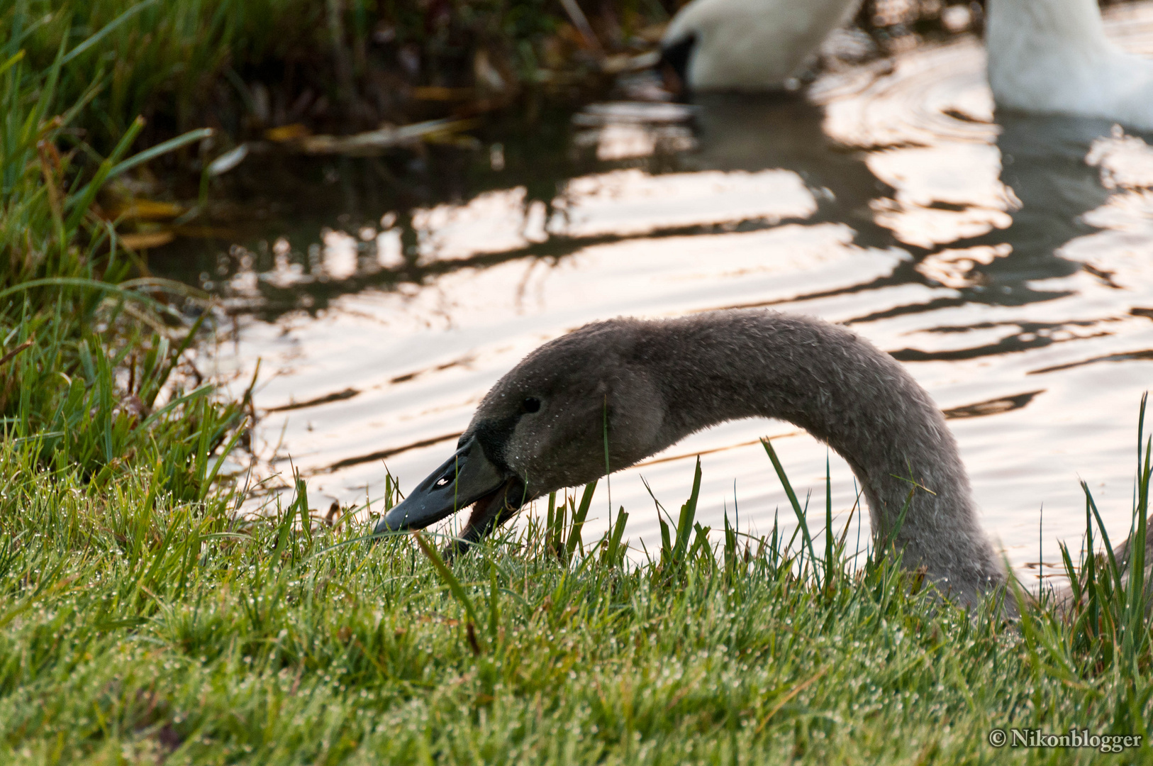 Jungschwan frisst Gras