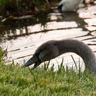 Jungschwan frisst Gras