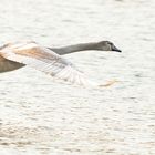 Jungschwan im Flug