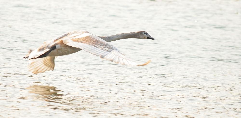 Jungschwan im Flug