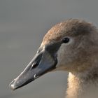 Jungschwan im Fokus