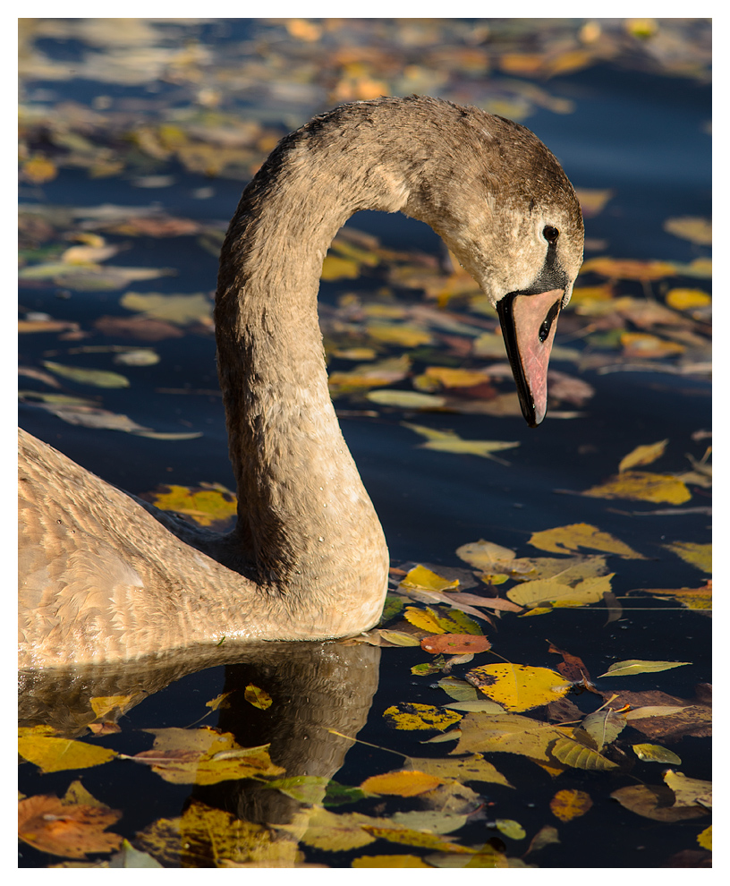 Jungschwan im Herbst