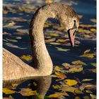 Jungschwan im Herbst