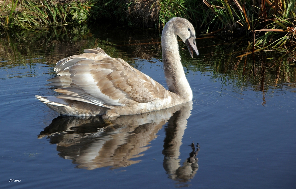 Jungschwan im Herbst