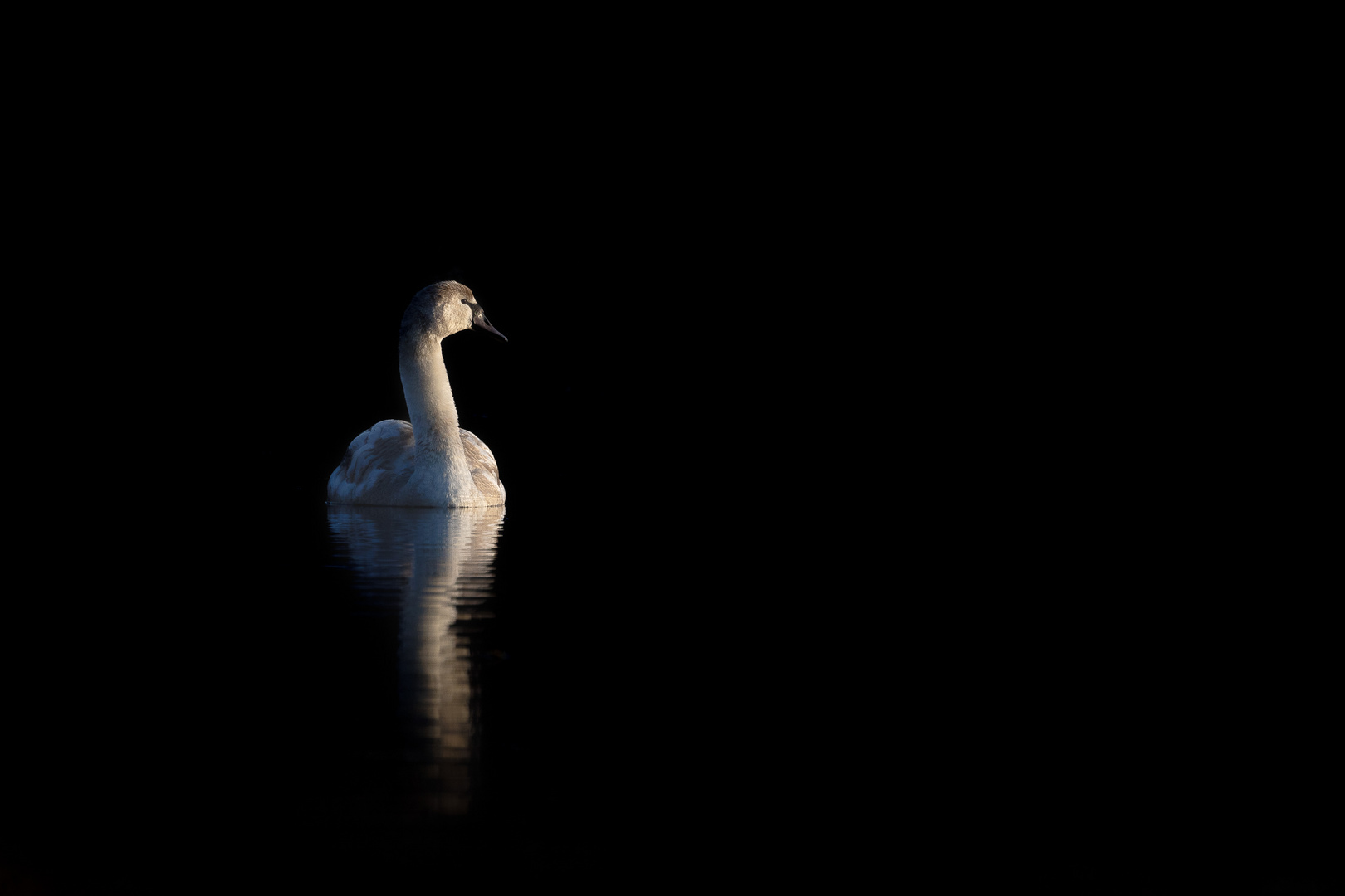 Jungschwan im Morgenlicht. 