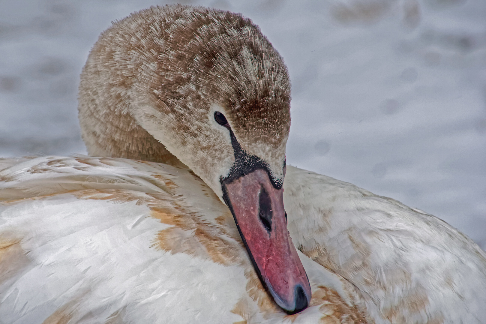 Jungschwan im Schnee