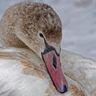 Jungschwan im Schnee