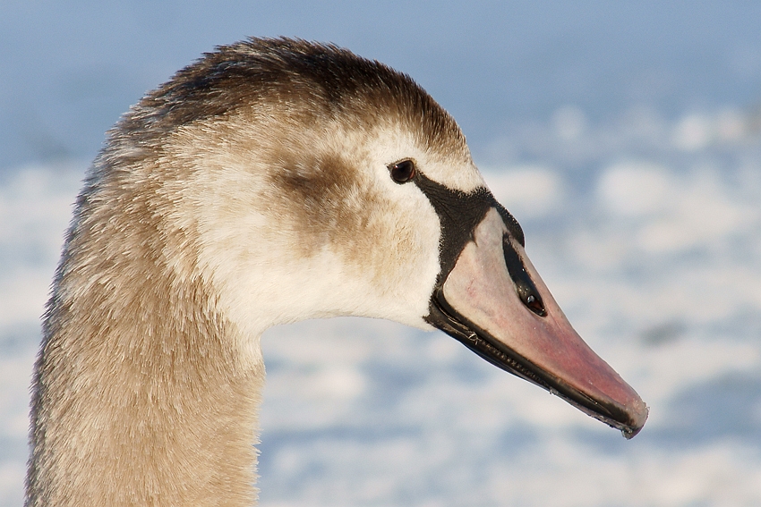 Jungschwan im Schnee