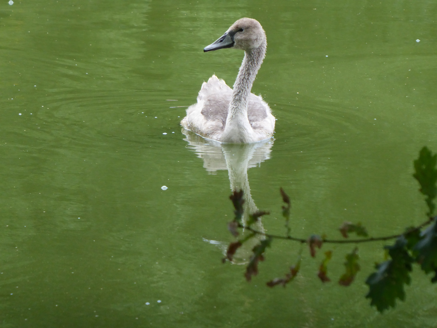 Jungschwan im Teich