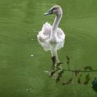 Jungschwan im Teich