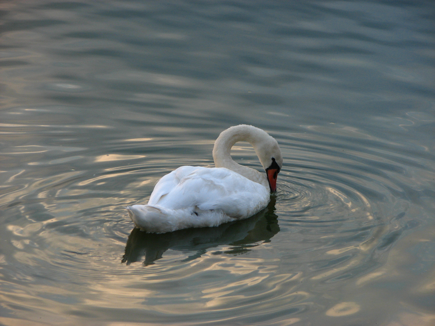 Jungschwan in der Abenddämmerung