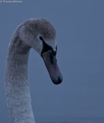 Jungschwan in der Dämmerung