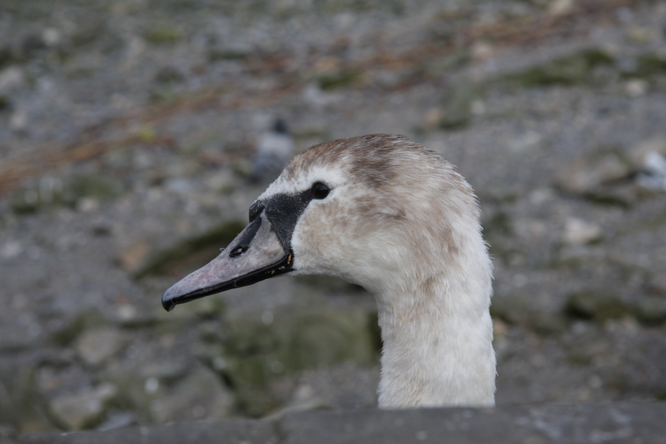 Jungschwan in Galway...