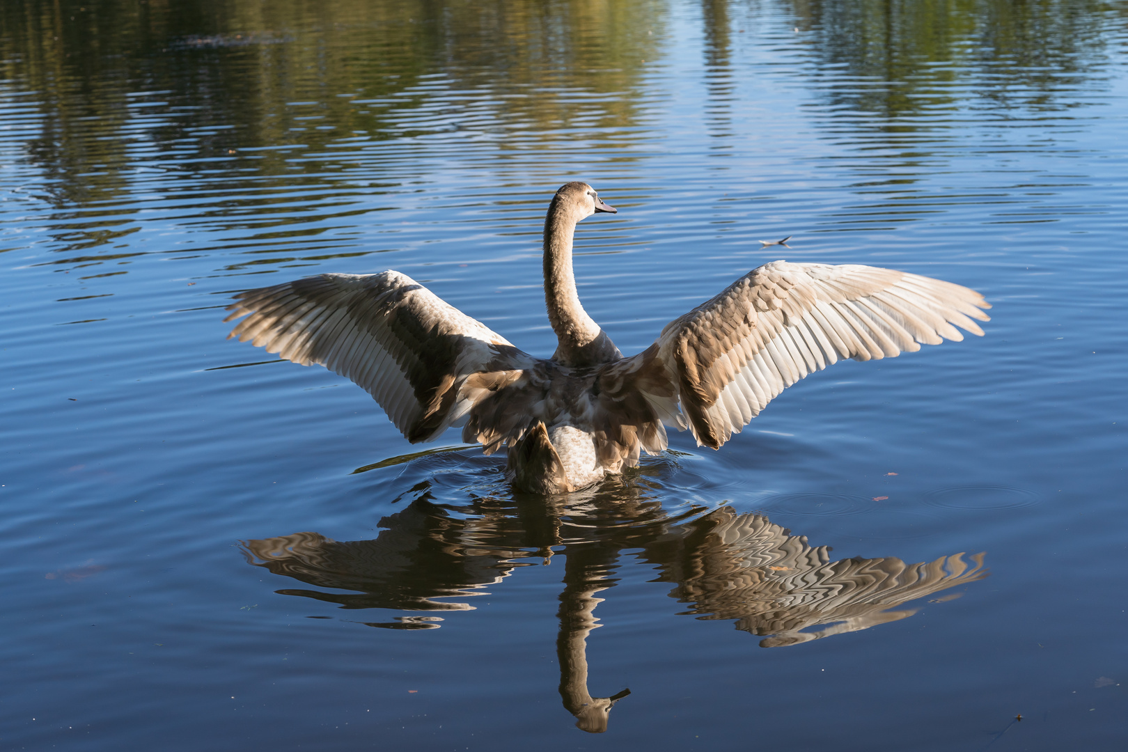 Jungschwan ist happy