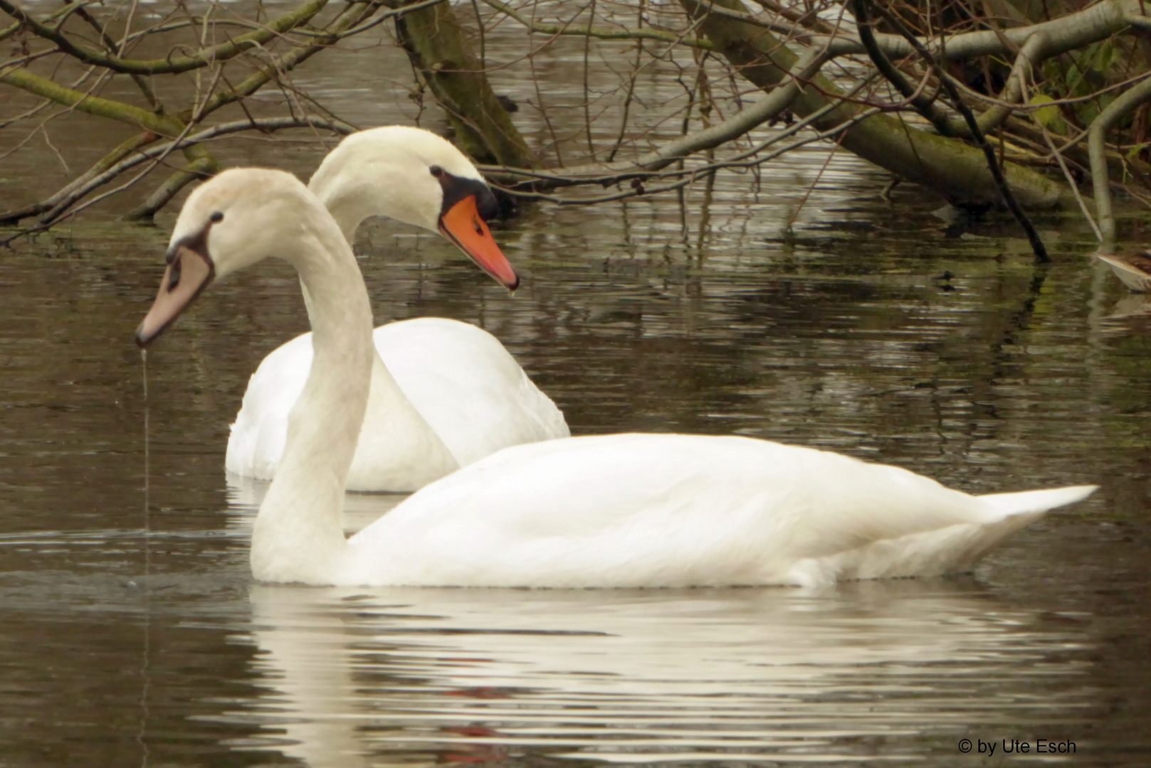 Jungschwan mit Elternteil