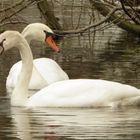 Jungschwan mit Elternteil