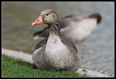 Jungschwan mit Kollege