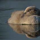 Jungschwan mit Kuschelfaktor