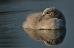 Jungschwan mit Kuschelfaktor