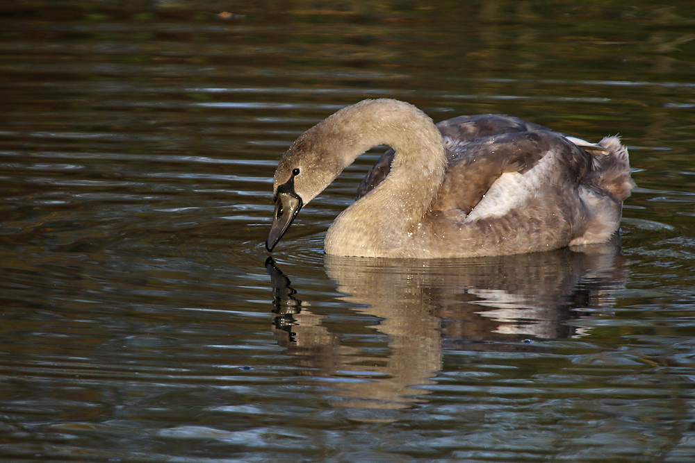 Jungschwan mit Schnabelberührung