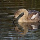 Jungschwan mit Schnabelberührung