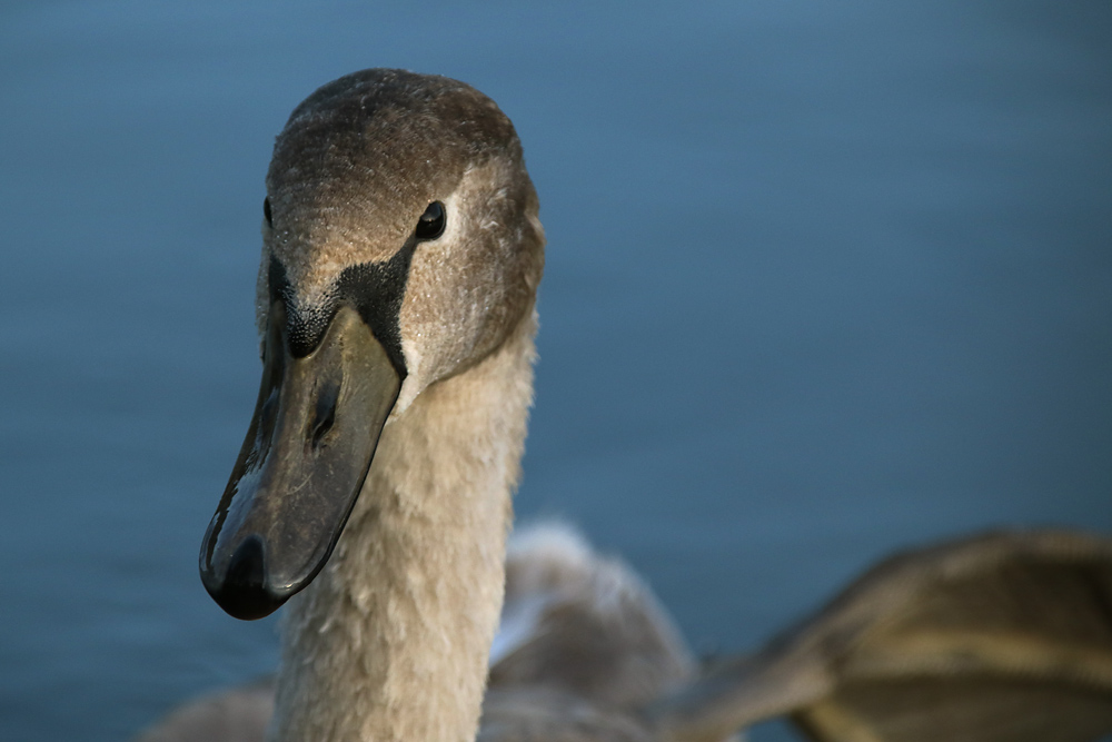 Jungschwan ohne Scheu