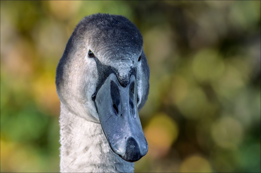 Jungschwan-Portrait