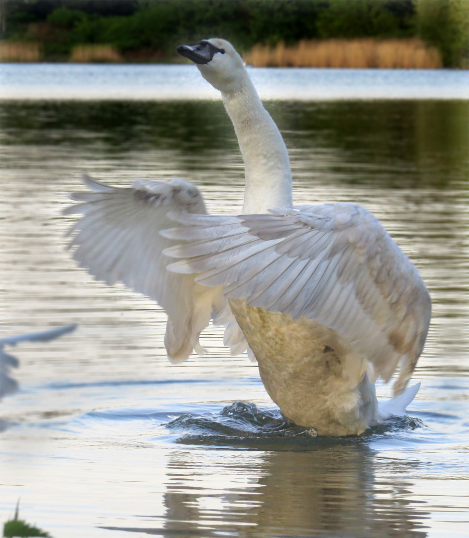 Jungschwan testet schonmal seine Flügel