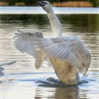 Jungschwan testet schonmal seine Flügel