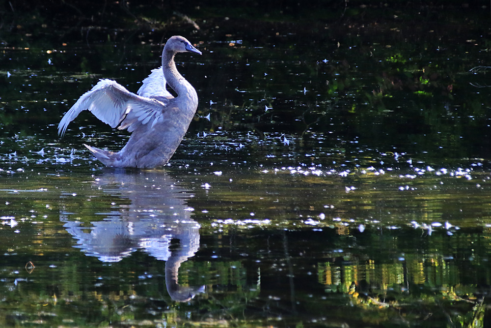 Jungschwan testet seine Flügel