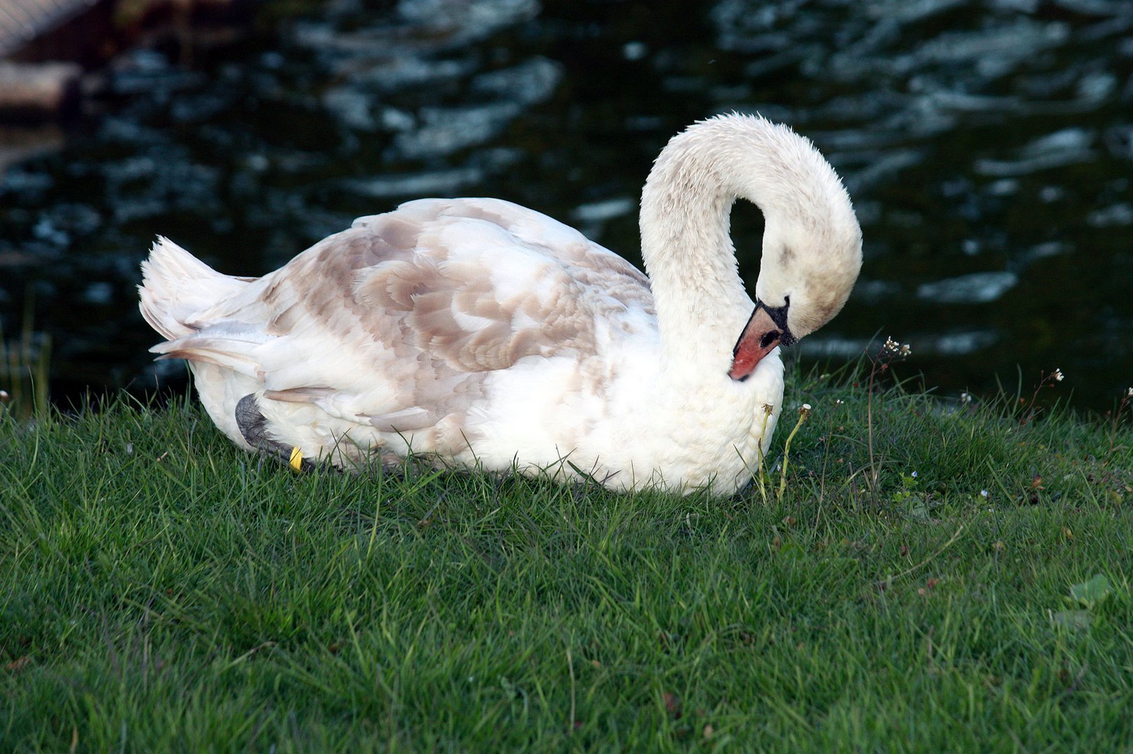 Jungschwan vom schlafen gehn