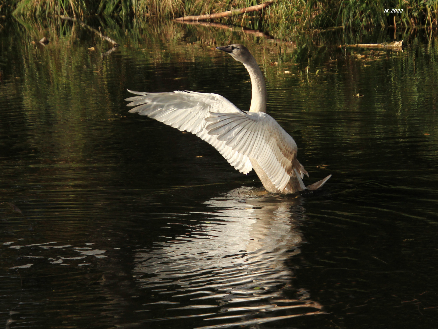 Jungschwanspiegelung