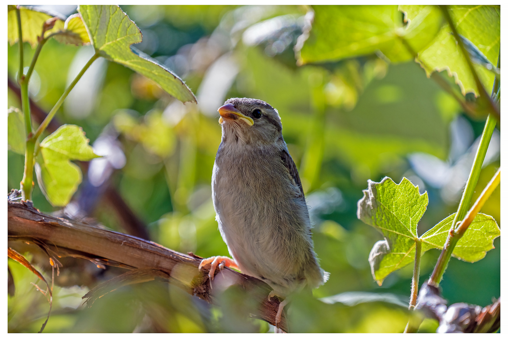 Jungspatz auf unserer Weinrebe 