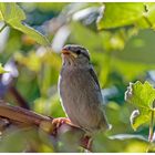 Jungspatz auf unserer Weinrebe 