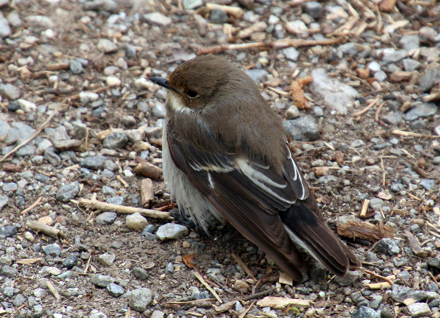 Jungspatz.. ( Korrektur = Trauerschnäpper )