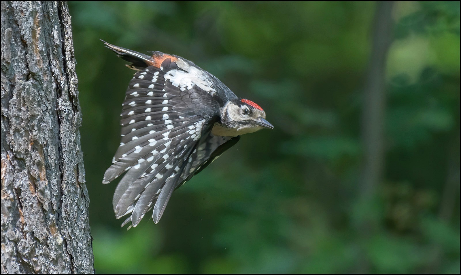 Jungspecht im Flug 