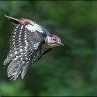 Jungspecht im Flug 